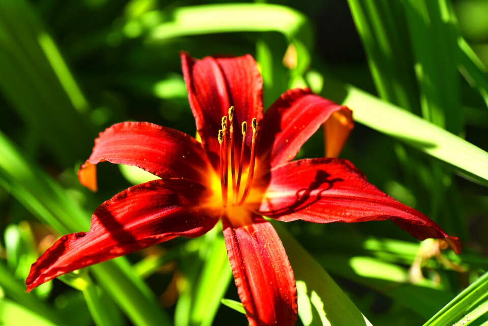 Red blossom pistils