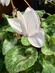 White petals nature