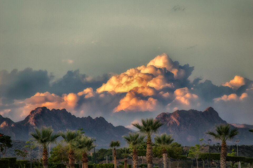 Palms climate threat