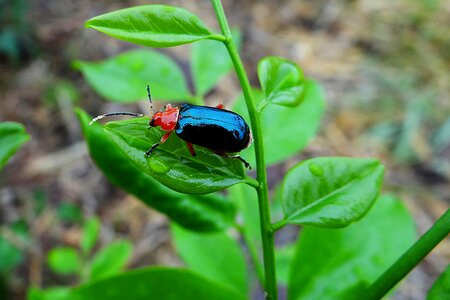 Nature animal beetle