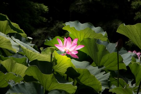 Pond leaf lotus photo