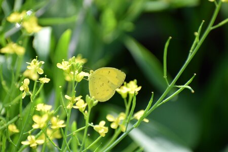 Nature bloom blossom
