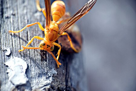 Yellowjackets wasp blue paper photo