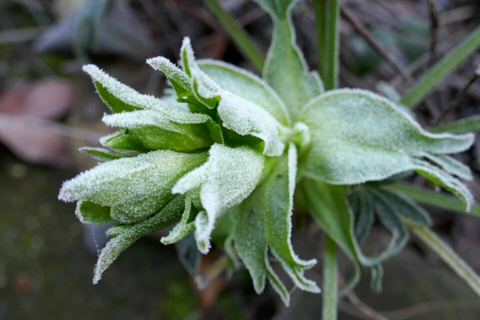 Flower vegetable green