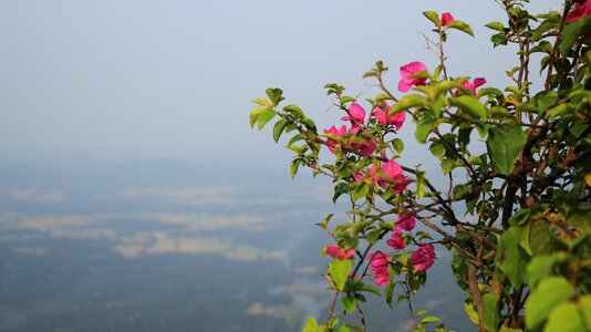 Summer leaf flower photo