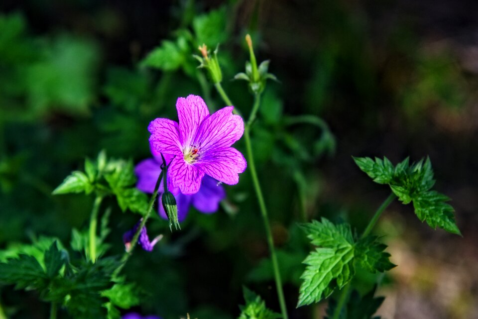Wood cranesbill woodland geranium flower