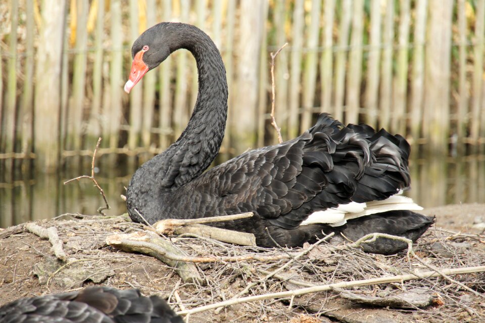 Nest waterfowl animal world