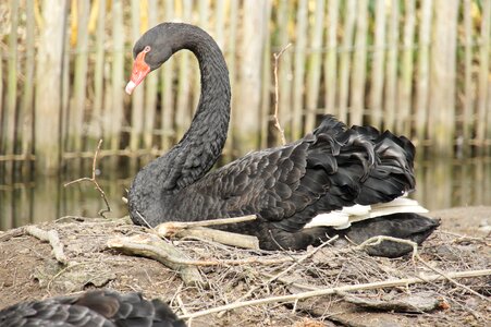 Nest waterfowl animal world
