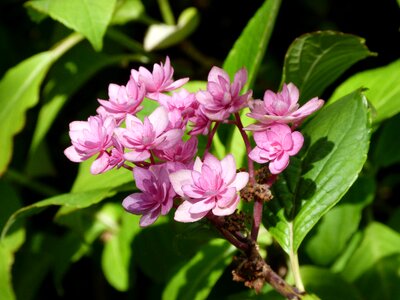 Bloom garden pink photo