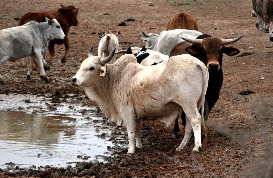 Africa livestock brown cow photo