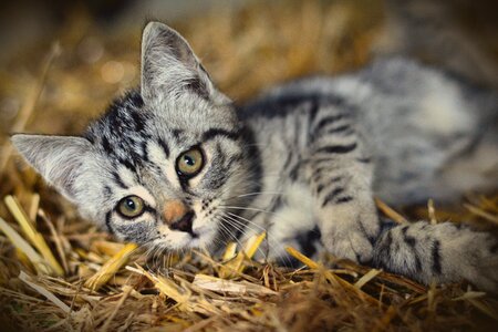 Mackerel domestic cat pet