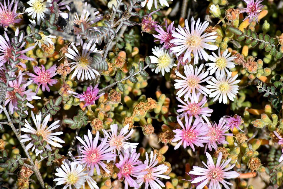 Flowers desert south africa