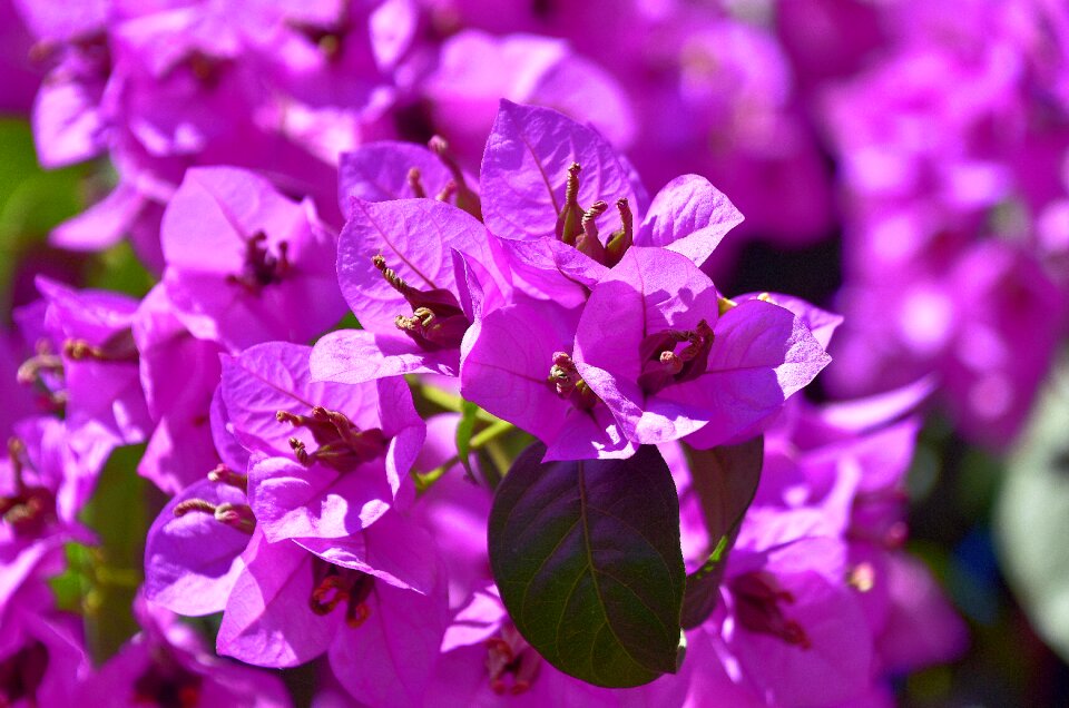 Garden petals flora