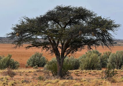 Desert playa kalahari sand