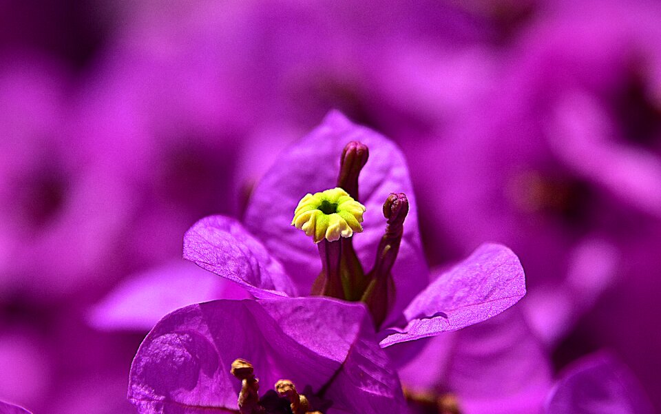 Garden petals flora