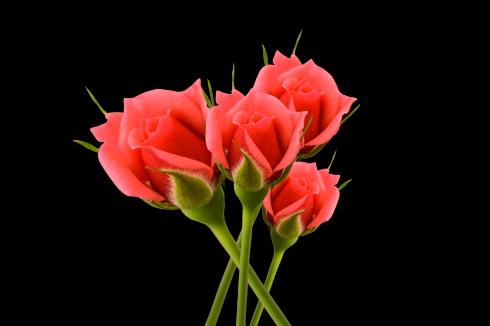 Flowers romantic floral