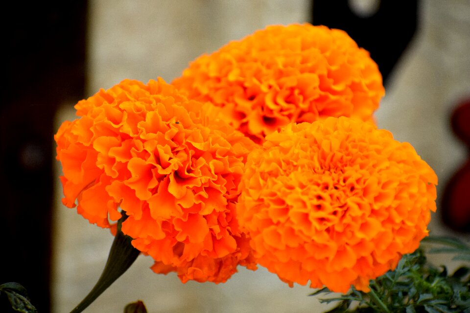 Nature calendula plant