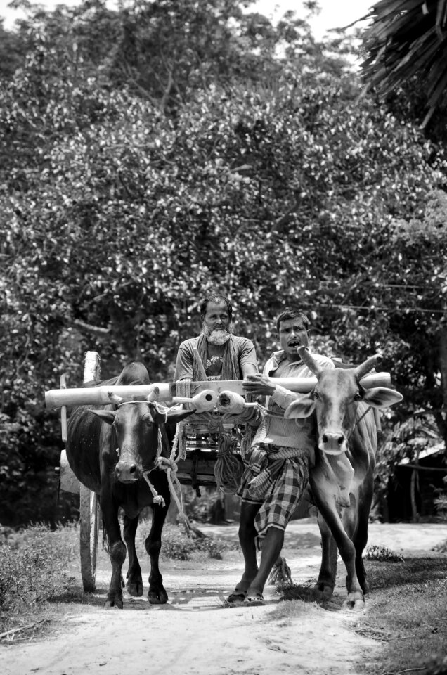 Cow people gray cow