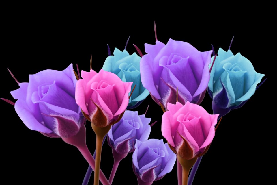 Flowers romantic floral