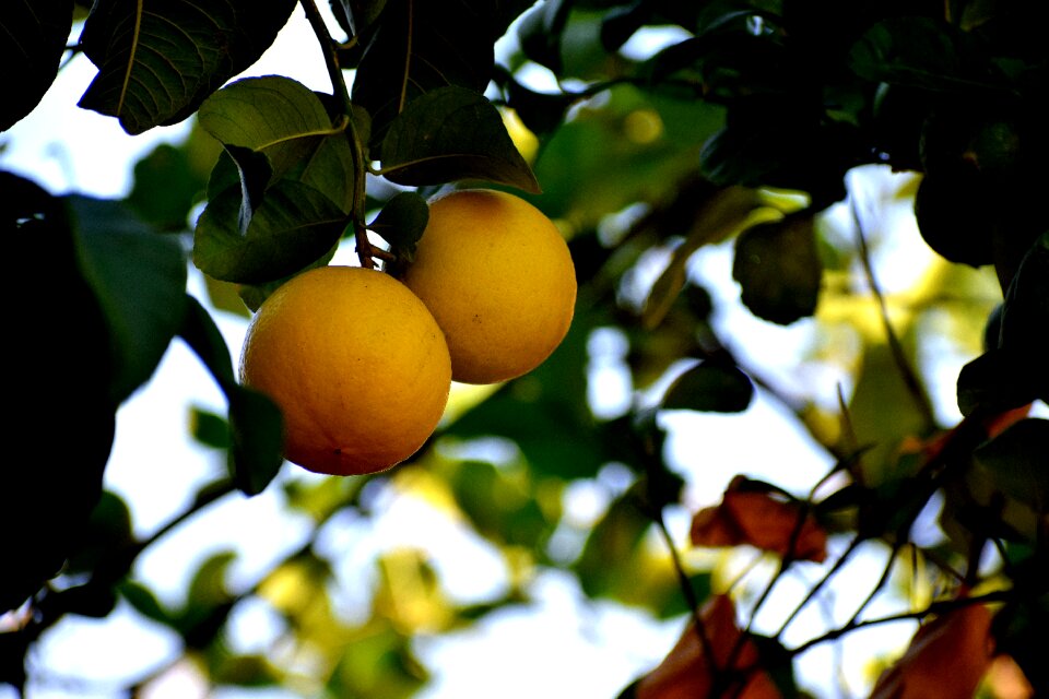 Food fresh sweet