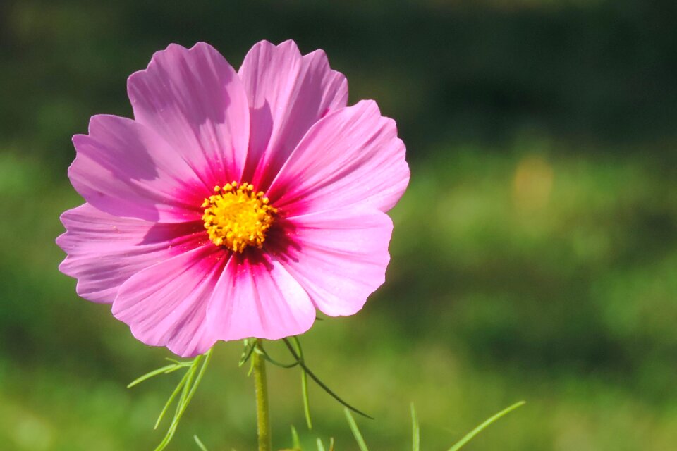 Flower pink flower garden