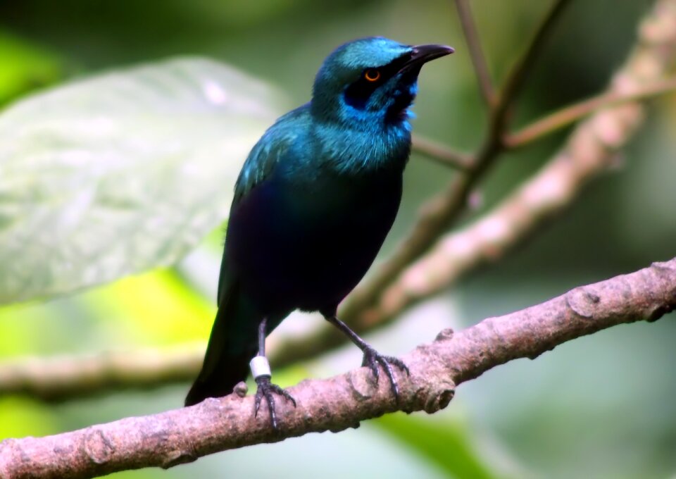 Feather avian zoo photo