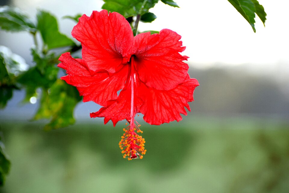 Blossom plant nature