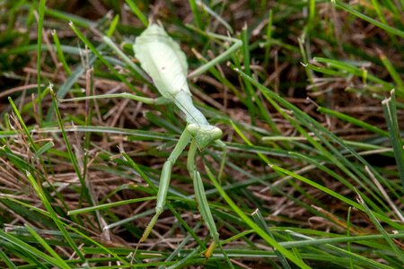 Insect animal plant photo