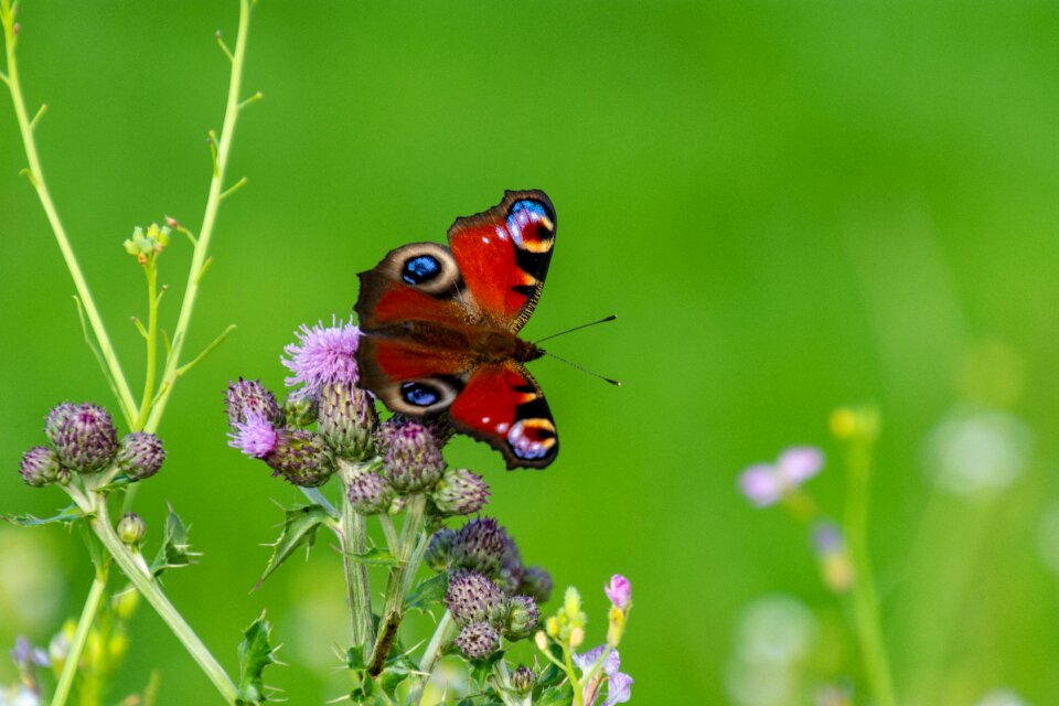 Insect close up nature