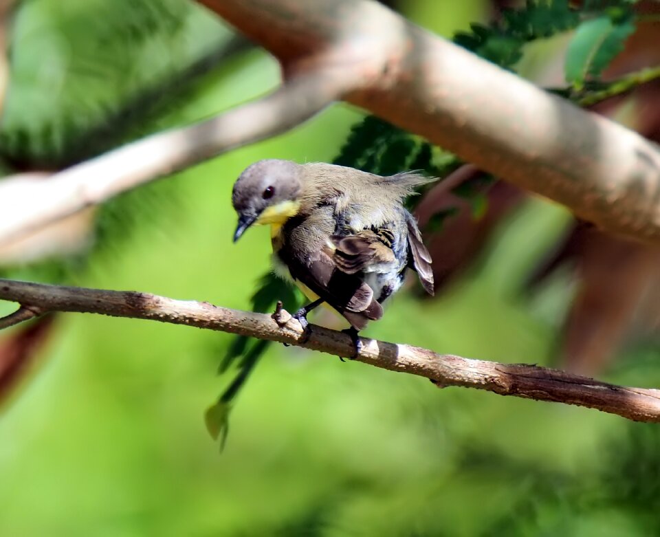 Nature tree outdoors
