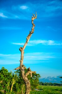 Tree blue sky