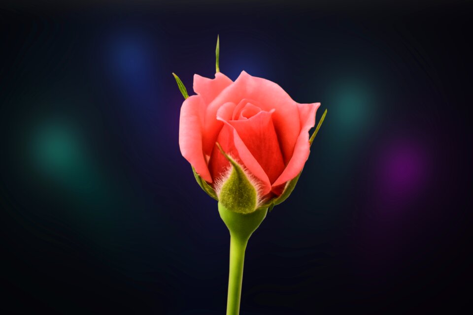 Flowers romantic floral