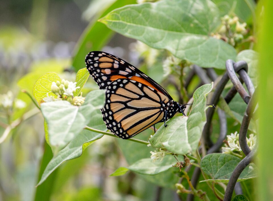Nature wings flower