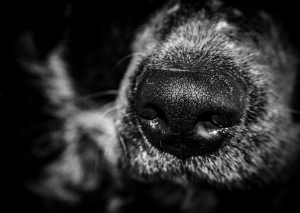 Animal doggy face