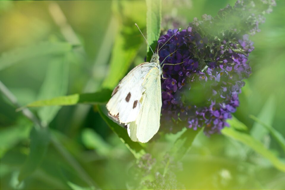 Nature summer insect