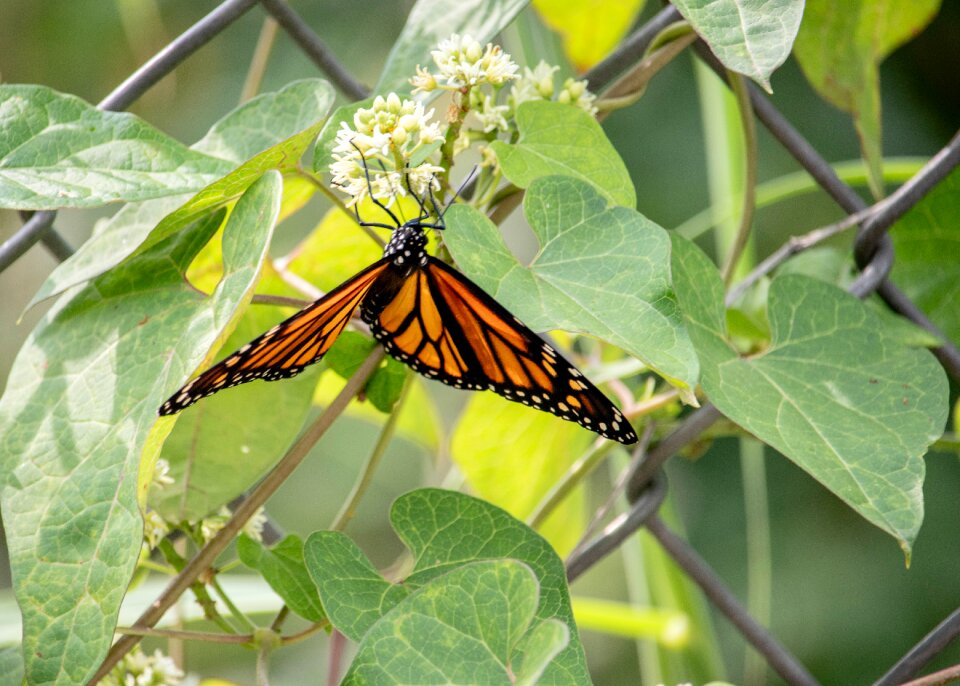 Nature wings flower