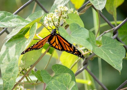 Nature wings flower photo