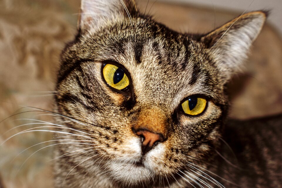 Animal portrait housecat