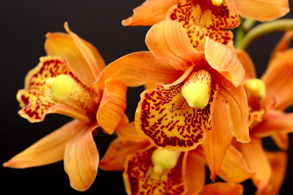 Bloom flower plant