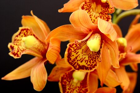 Bloom flower plant
