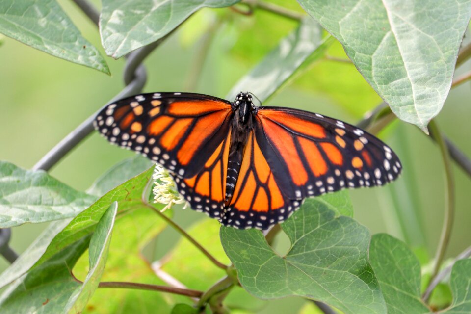 Nature wings flower