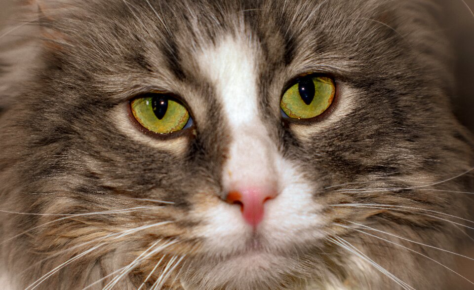 Animal portrait furry