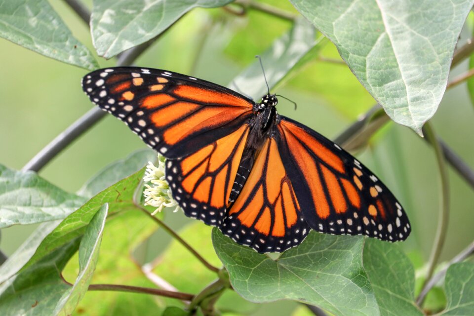 Nature wings flower