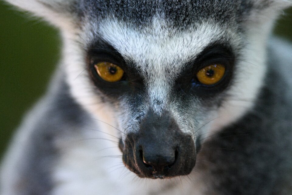 Lemurs apenheul monkey