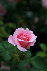 Pink rose beautiful cluster