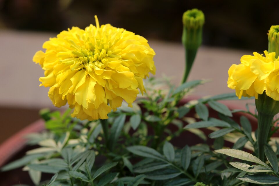 Floral leaf garden