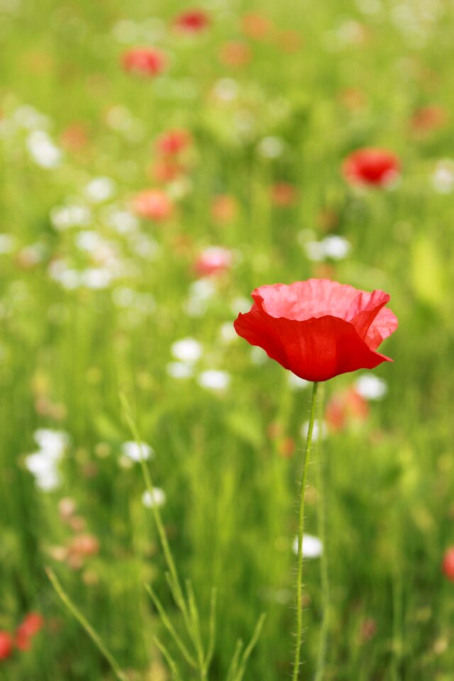 Flowers wildflower poppy fields photo