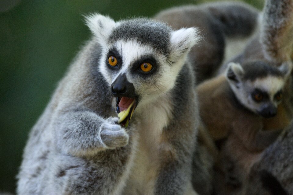 Lemurs apenheul monkey