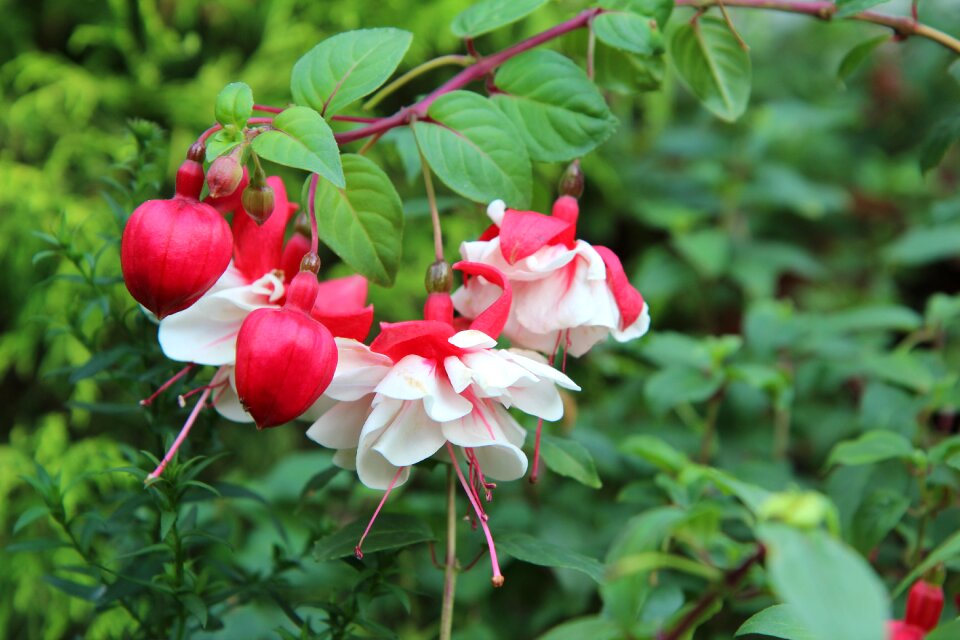 Fushia bi-color flowering fushia red and white