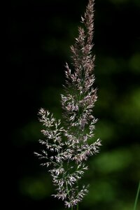 Plant close up summer